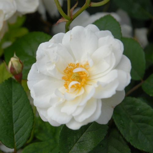 Fehér - Rózsa - Katharina Zeimet® - Online rózsa vásárlás